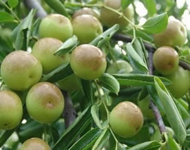 多吃冬枣美白抗衰老 保肝护心调节免疫力