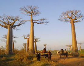 带你认识有“猴面包树”之称的波巴布树
